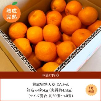 S117-005_香りを食す！熟成完熟天草ぽんかん 1月発送 約5kg箱 秀品〈先行受付〉