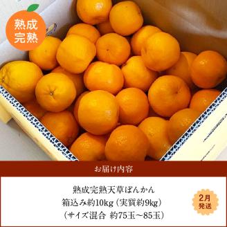 S117-011_香りを食す！熟成完熟天草ぽんかん 2月発送 約10kg箱 秀品〈先行受付〉