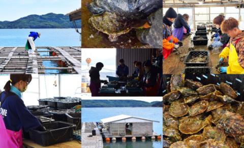 S101-342_9mm - 9.5mm チェーンなし ホワイトピンク あこや真珠 花珠級 ペンダントトップ パール【K18WG】 K18WG