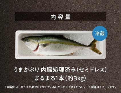 S137-008_【天草育ち】活じめ！新鮮うまかぶり　まるまる1本！（内臓処理済）約3kg