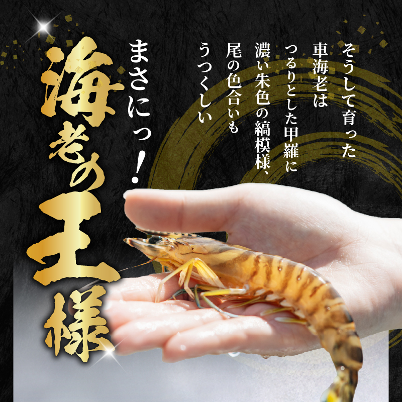 S010-082_活き車海老「やまと車海老」500g〈先行受付〉