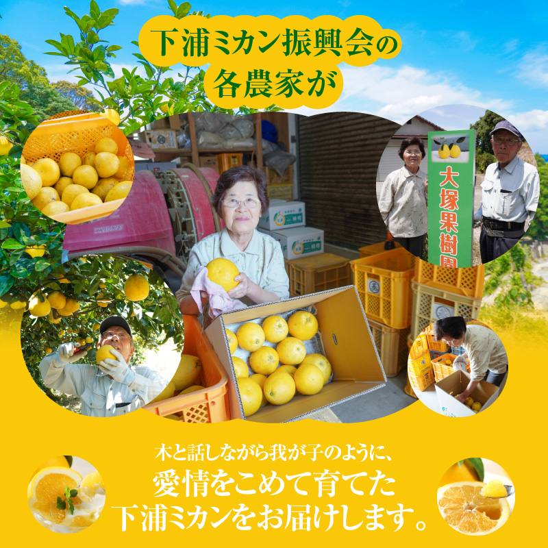 S040-023_【2026.6月発送】農家の手摘みあまくさ木成り晩柑 　約7.5kg 2026.6月発送