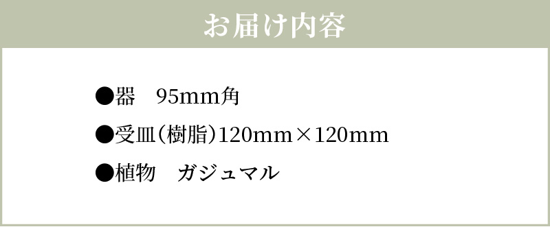S060-114_エコ・ポチ　キューブ白　ガジュマル キューブ白