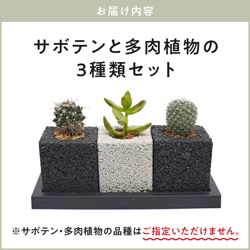 S060-122_キューブ・トゥーリオ　世界初の消臭グリーン(サボテン・多肉植物）