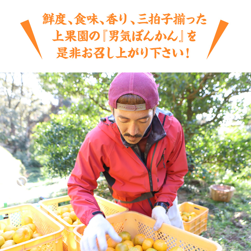 S117-004_香りを食す！熟成完熟天草ぽんかん 2月発送 約3kg秀品〈先行受付〉