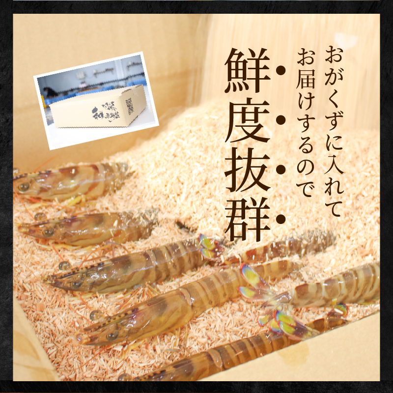 S010-081_活き車海老「やまと車海老」200g〈先行受付〉