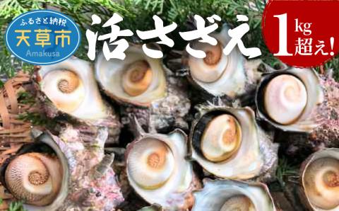 S002-018_活さざえ　1kg超え！　約3人前