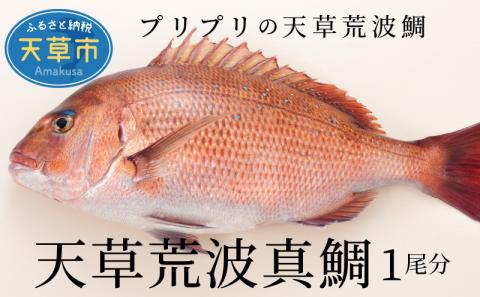 S006-004_天草荒波真鯛　フィレ　1尾分