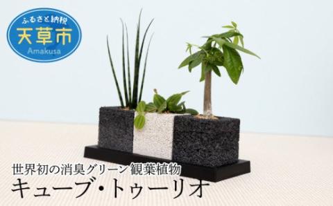 S060-001_キューブ・トゥーリオ　世界初の消臭グリーン 観葉植物
