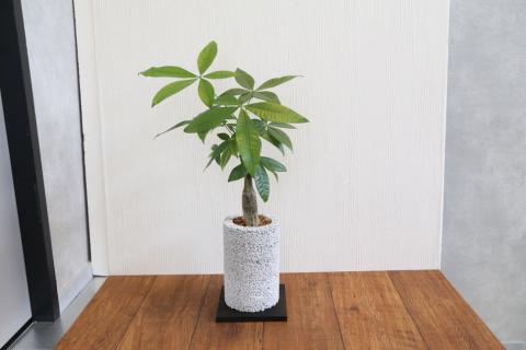 S060-076_エコ・ポチ チムニー 白 パキラ 観葉植物 白 パキラ