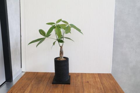 S060-077_エコ・ポチ チムニー 黒 パキラ 観葉植物 黒 パキラ