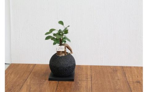 S060-081_エコ・ポチ スフィア 黒 ガジュマル 観葉植物 黒