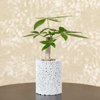 S060-091_エコ・ポチ シリンダー パキラ　白（シラス） 白（シラス）パキラ