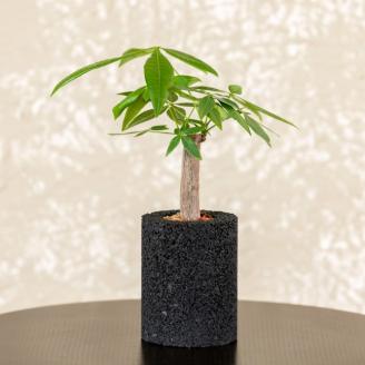 S060-092_エコ・ポチ シリンダー パキラ　黒（竹炭） 黒（竹炭）パキラ