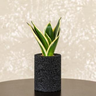 S060-094_エコ・ポチ シリンダー　サンスベリア・ハニー　黒(竹炭) 黒(竹炭)サンスベリア・ハニー