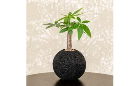 S060-097_エコ・ポチ スフィア　パキラ　黒（竹炭） 黒（竹炭）パキラ