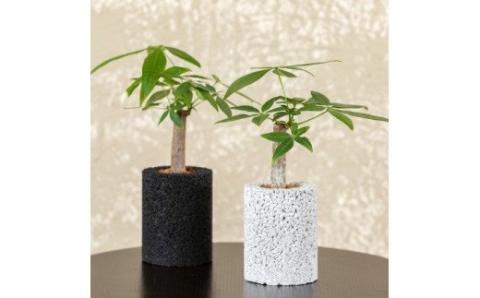 S060-101_エコ・ポチ シリンダー2個セット　白＆黒パキラ 白＆黒パキラ