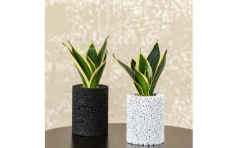 S060-102_エコ・ポチ シリンダー2個セット　白＆黒サンスベリア・ハニー 白＆黒サンスベリア・ハニー