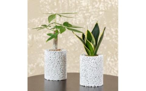 S060-103_エコ・ポチ シリンダー2個セット　パキラ＆サンスベリア・ハニー白 白 パキラ＆サンスベリア・ハニー