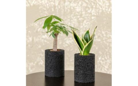 S060-104_エコ・ポチ シリンダー2個セット　パキラ＆サンスベリア・ハニー黒 黒 パキラ＆サンスベリア・ハニー