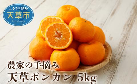 S040-006_農家の手摘み天草ポンカン 約5kg〈先行受付〉