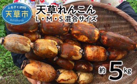 S089-006_天草れんこん サイズ混合 5kg〈指定日必須〉