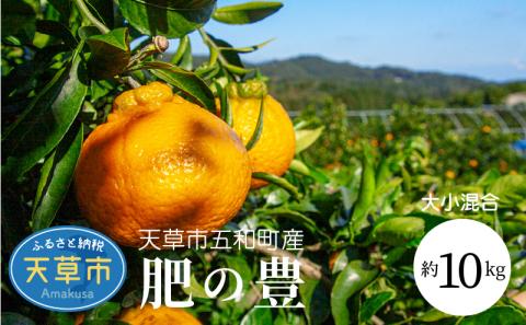 S097-003_天草市五和町産　肥の豊　約10kg〈先行受付〉