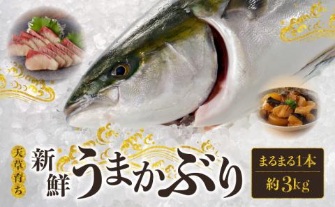 S137-008_【天草育ち】活じめ！新鮮うまかぶり　まるまる1本！（内臓処理済）約3kg