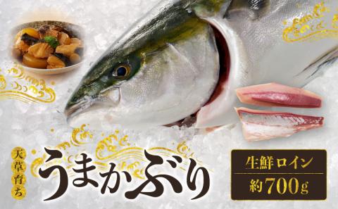 S137-010_【天草育ち】活じめ！うまかぶり生鮮ロイン2節 約700g（切るだけ、手間いらず）