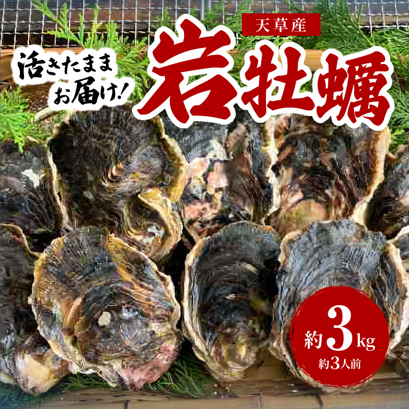 S002-019_岩牡蠣　約3ｋg　約3人前【先行受付】