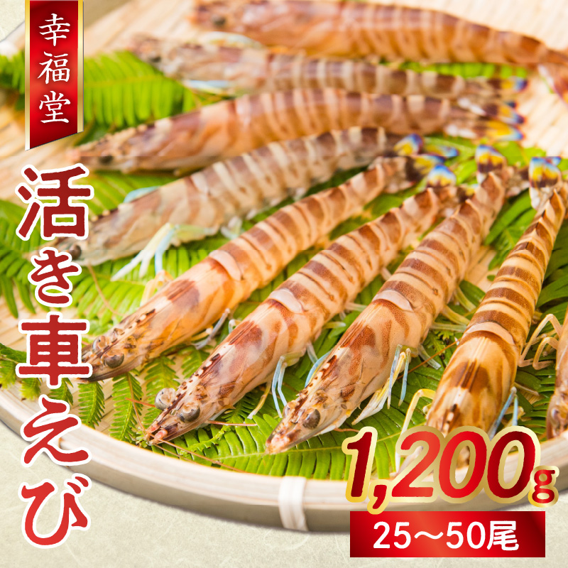 S005-003_【鮮度抜群】厳選・幸福堂の活き車えび(1,200g)〈先行予約〉