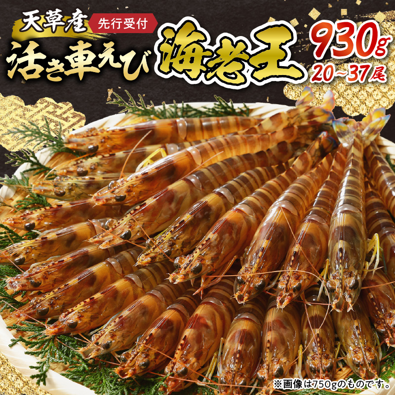 S005-008_【鮮度抜群】《美味しさの極み》天草産・幸福堂の活き車えび『海老王』（930g）〈先行予約〉