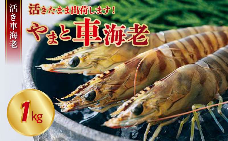 S010-008_活き車海老「やまと車海老」1kg〈先行予約〉