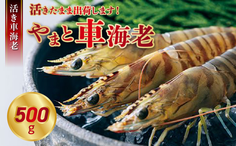 S010-082_活き車海老「やまと車海老」500g〈先行受付〉