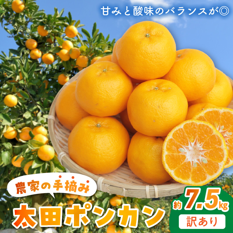 S040-012_訳あり 農家の手摘み 太田 ポンカン約7.5kg〈先行受付〉