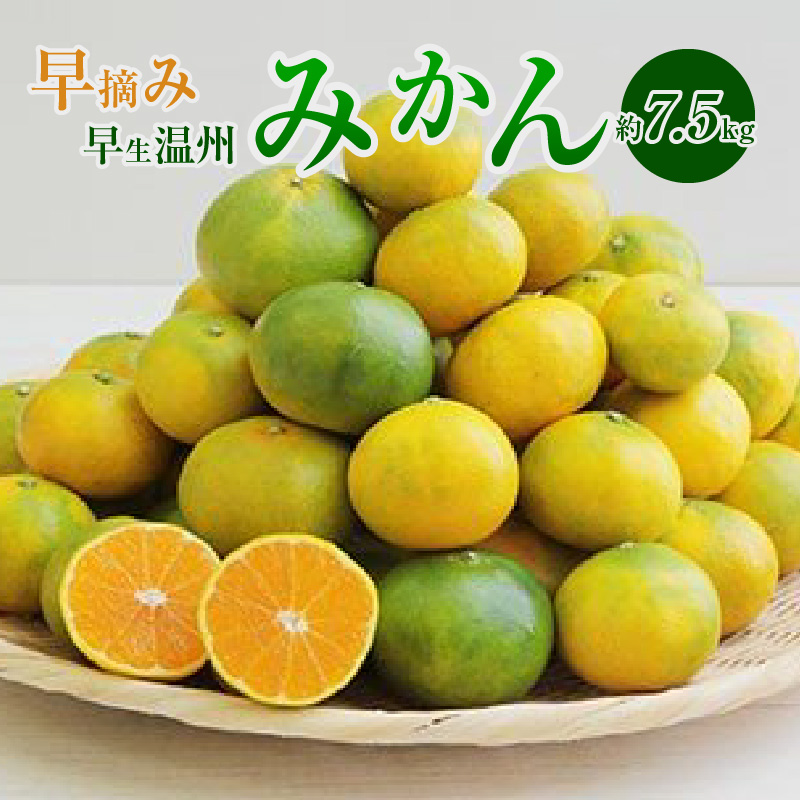 S040-020_早摘み 早生温州みかん 約7.5kg 〈先行受付〉