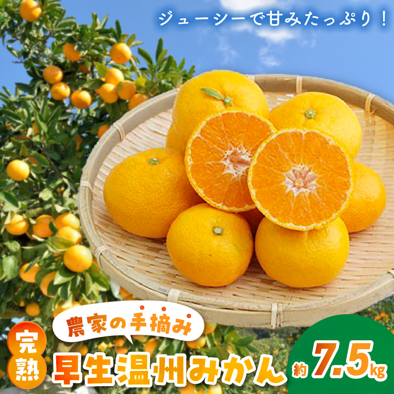 S040-021_農家の手摘み 完熟早生温州みかん 約7.5kg〈先行受付〉