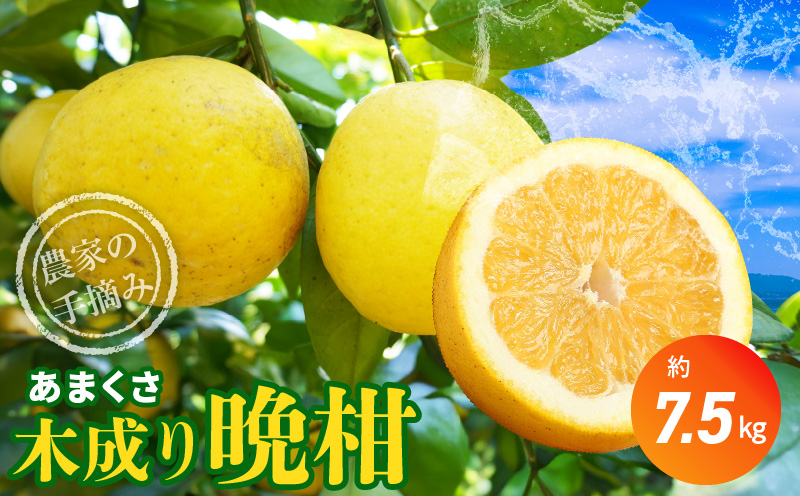 S040-023_【2026.6月発送】農家の手摘みあまくさ木成り晩柑 　約7.5kg 2026.6月発送