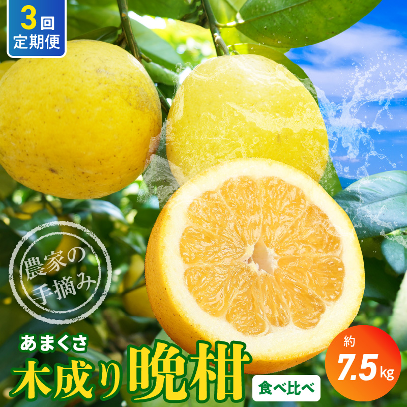 S040-024_【定期便3回】もぎたて！！ 愛情たっぷりあまくさ木成り晩柑食べ比べコース