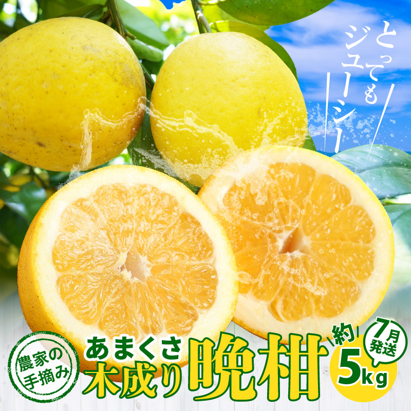 S040-032-07_≪7月発送≫農家の手摘み　あまくさ木成り晩柑　約5kg 7月発送