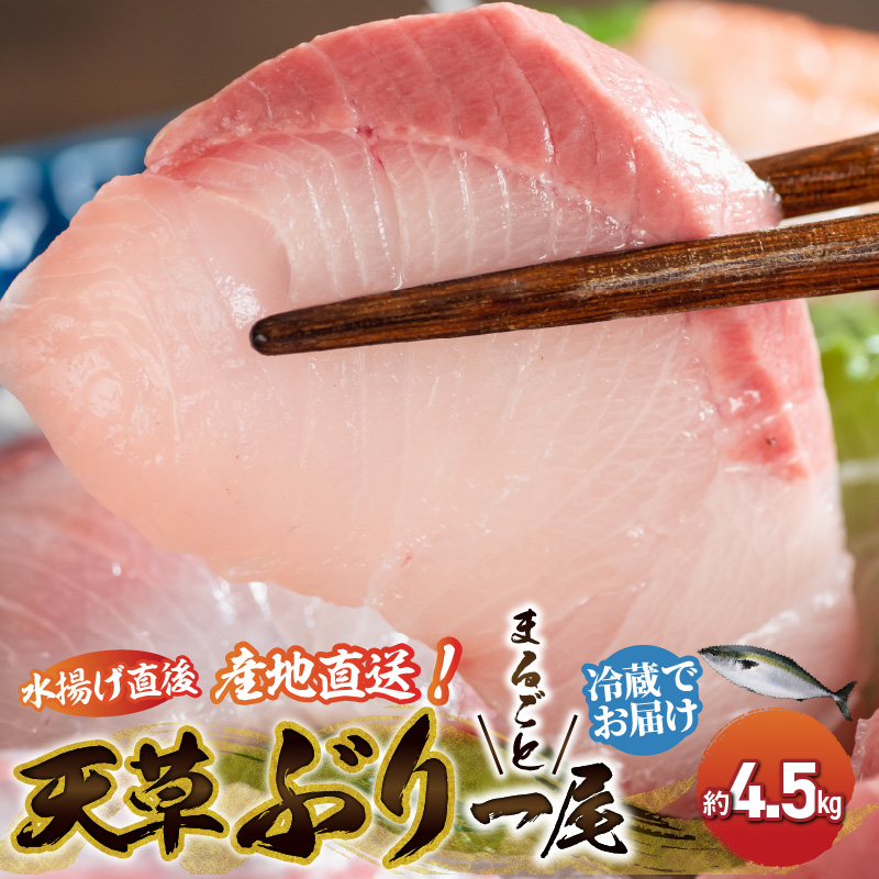 S042-003_天草 ぶりまるごと 一尾 4.5kg前後×1尾 ブリ 鰤【先行予約】