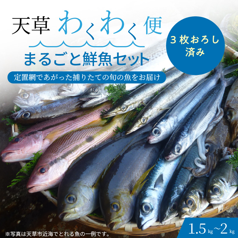 S059-018_【3枚おろし済み】 天草わくわく便 まるごと鮮魚セット