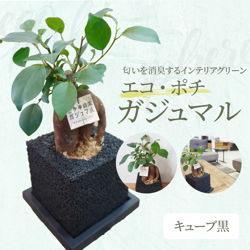S060-113_エコ・ポチ　キューブ黒　ガジュマル キューブ黒