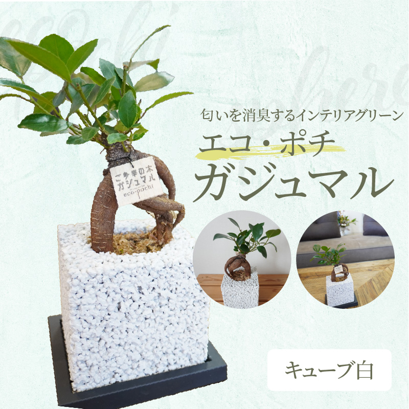 S060-114_エコ・ポチ　キューブ白　ガジュマル キューブ白