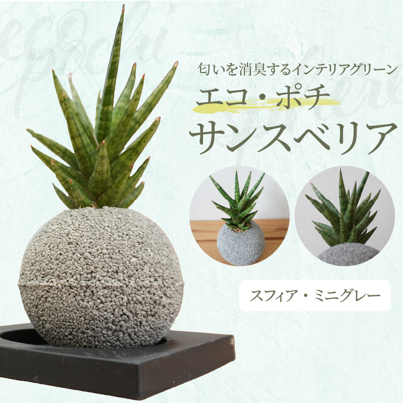 S060-115_エコ・ポチ　スフィア・ミニグレー　サンスベリア