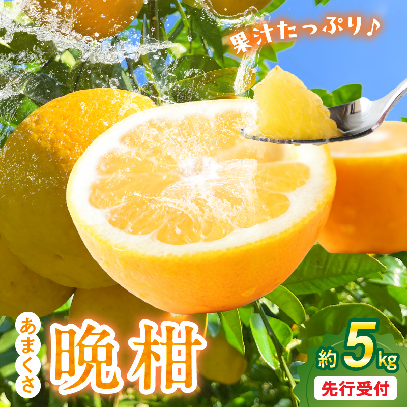 S149-003_あまくさ晩柑 約5kg【先行受付】 約5kg