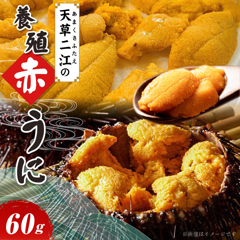 S157-007_天草二江の養殖赤うに 60g 60g