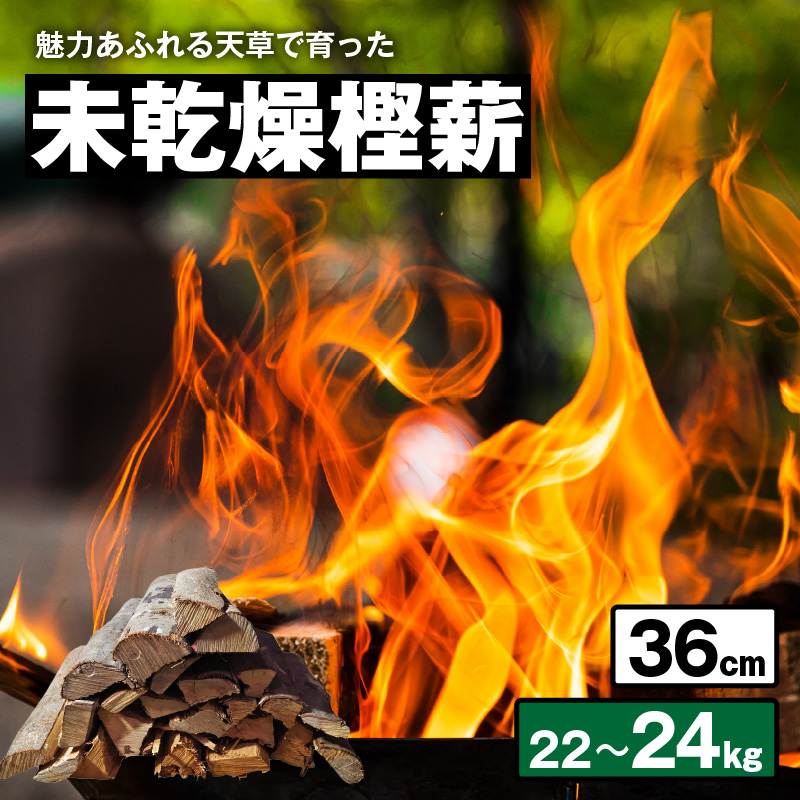 S163-008_魅力あふれる天草で育った未乾燥樫薪（天樫　長さ36cm　22～24kg） 長さ36cm　22～24kg