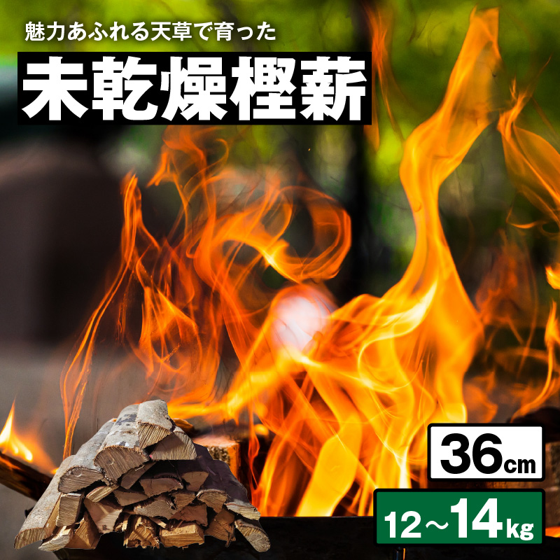 S163-011_魅力あふれる天草で育った未乾燥樫薪（天樫　長さ36cm　12～14kg） 長さ36cm　12～14kg