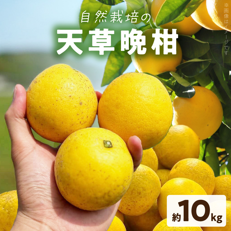 S178-002_【自然栽培】天草晩柑 約10kg